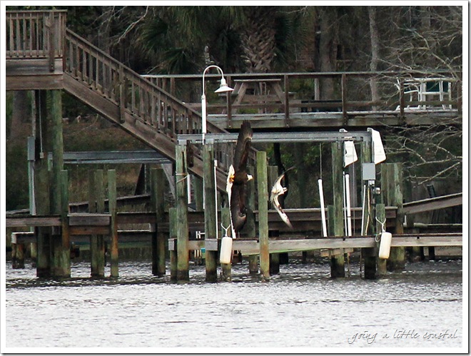 osprey eagle3_edited-1 osprey eagle3_edited-1
