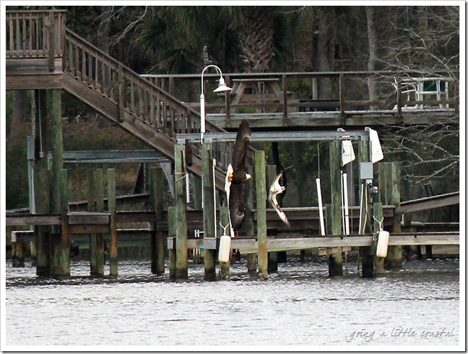 osprey eagle3_edited-1