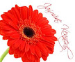 Red Gerbera 7 Name place
