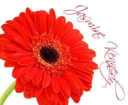 Red Gerbera 7 Name place
