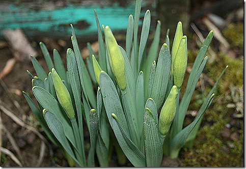 Daffodils_March2