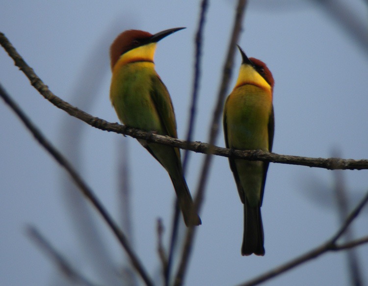 [Chestnut%2520headed%2520Beeeater%2520Ad%255B8%255D.jpg]