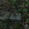 dsc03911.jpg