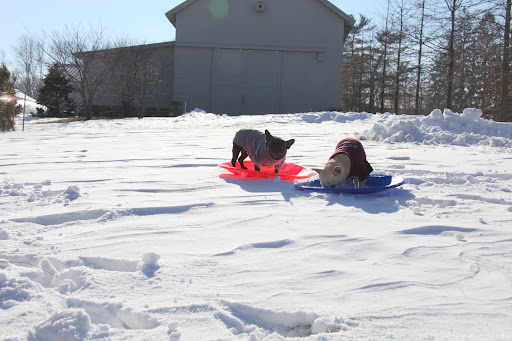 At this rate, we might even consider organizing a Doggie Olympics.