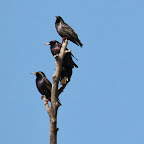 IMG_0145-Crop 1.jpg