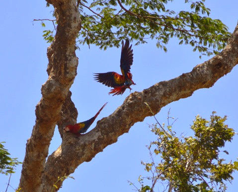 Macaws_flying_Palo Verde tour DSC_0197