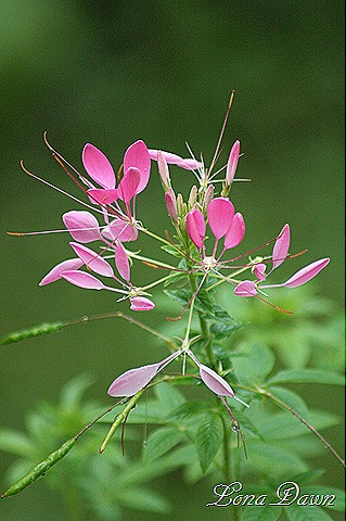 [Cleome_Pinks2%255B9%255D.jpg]