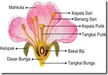bagian bunga sempurna bagian bunga sempurna