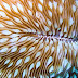 Crw_8272-2
