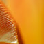 Oranje