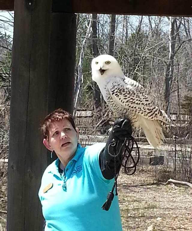[snowy%2520owl%255B5%255D.jpg]