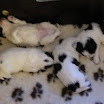 puppen anna 049.jpg