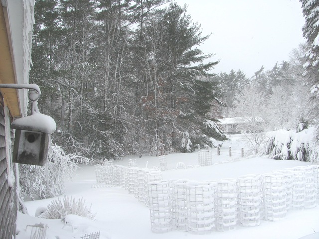 [Blizzard%25202.9.2013%2520taken%2520from%2520back%2520door%2520tomato%2520cages10%255B3%255D.jpg]