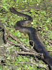 Rough guestimates put it at around 2 meters in length, maybe 8cm thick at its thickest. Its not gonna eat houseboats like in that movie but its still a pretty sizey snake!