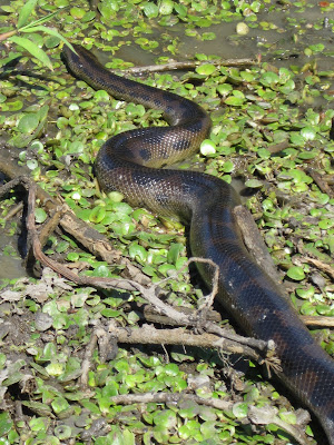 Rough guestimates put it at around 2 meters in length, maybe 8cm thick at its thickest. Its not gonna eat houseboats like in that movie but its still a pretty sizey snake!