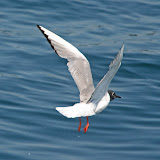 Bonaparte's gull