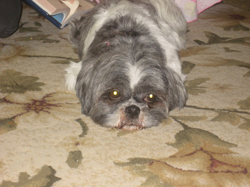 After a full meal, some grooming, and lots of kisses, Rosie is catching up on some much needed R and R. After a full meal, some grooming, and lots of kisses, Rosie is catching up on some much needed R and R.