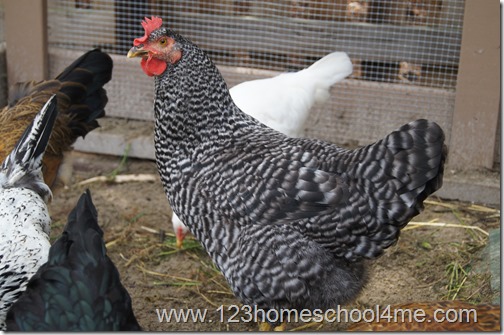 Backyard Chickens: Barred Plymouth Rock Backyard Chickens: Barred Plymouth Rock
