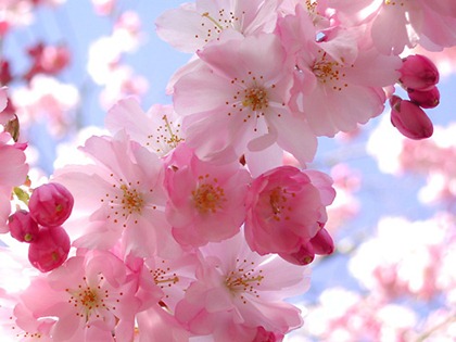 cherry-blossom-3