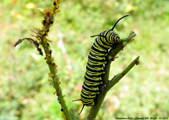 Lépidoptères de Pitangui au Minas Gerais - Chenille de Monarque (Danaus sp.). Pitangui (MG, Brésil), 22 mai 2013. Photo : Nicodemos Rosa