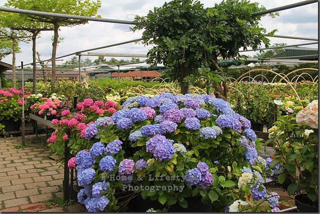 Home & Lifestyle Home & Lifestyle