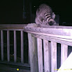 Racoon 019.JPG