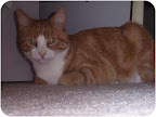 Bart, Westwood, NJ. I'm a truly wonderful cat -- that's what everyone tells me! I'm a friendly young guy. I've got short hair that is super easy to manage and if you must know, I can already use a litter box. I prefer humans to cats so i'd rather be your one and only feline if possible. Bart, Westwood, NJ. I'm a truly wonderful cat -- that's what everyone tells me! I'm a friendly young guy. I've got short hair that is super easy to manage and if you must know, I can already use a litter box. I prefer humans to cats so i'd rather be your one and only feline if possible.