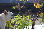 Oh come on, Franny!  I know you'll get it!  The fruit can have three to six ridges, but most commonly has five.  It's known for its unique shape.
