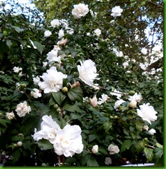 Hibiscus Branco Dobrado Fiore Pleno