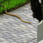 Yellow Rat Snake