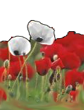 [Flanders%2520poppies%2520-%2520war%2520and%2520peace%2520copy%255B3%255D.png]