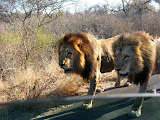 And they also happened to walk RIGHT BY our half-open window (or I should say, Lora's window, I had to pressure her a lot to leave it open even that much). South Africa - 446.jpg