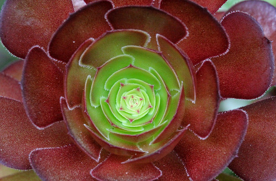 [110528_aeonium%255B2%255D.jpg]