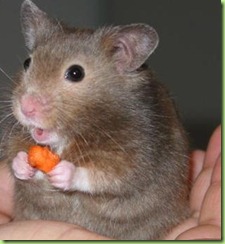 mouse-has-cheese1-1bf8sfx