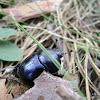żuczek dsc01914.jpg
