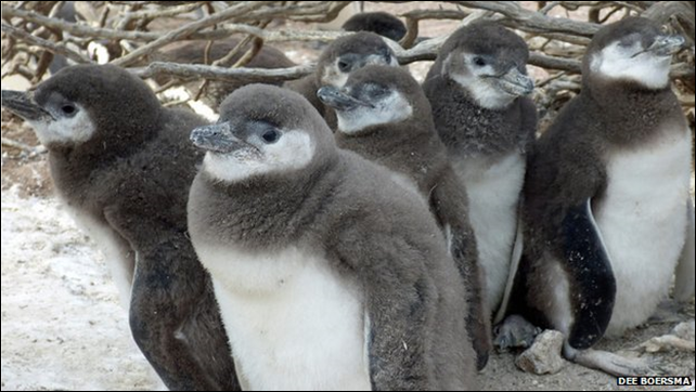 Magellanic penguin chicks huddle together for warmth in Punta Tombo, Argentina. Penguin chicks in Argentina are dying as a direct consequence of climate change, according to new research. Drenching rainstorms and extreme heat are killing the young birds in significant numbers. Photo: Dee Boersma