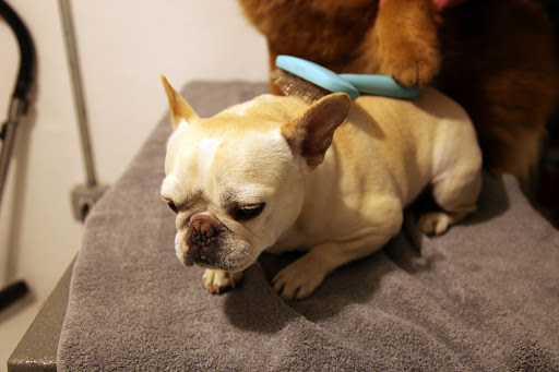 Thanks, Sharkey!  You brush my back and I'll brush yours!  Doesn't that feel great?