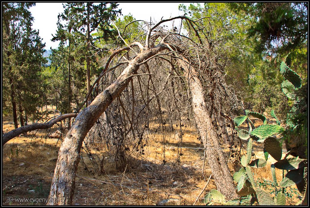 Вокруг Ципори