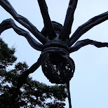 spider in roppongi in Tokyo, Tokyo, Japan