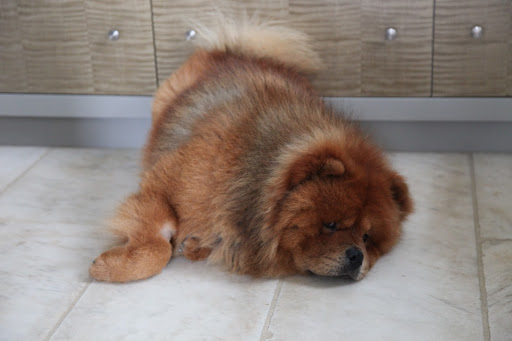 The kitchen floor can be nice to sleep on in the summer as it helps us keep cool.