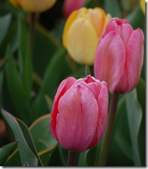 tulips17