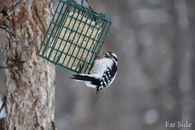 Downy Woodpecker Jan 16 2014