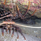 Spiny lobster