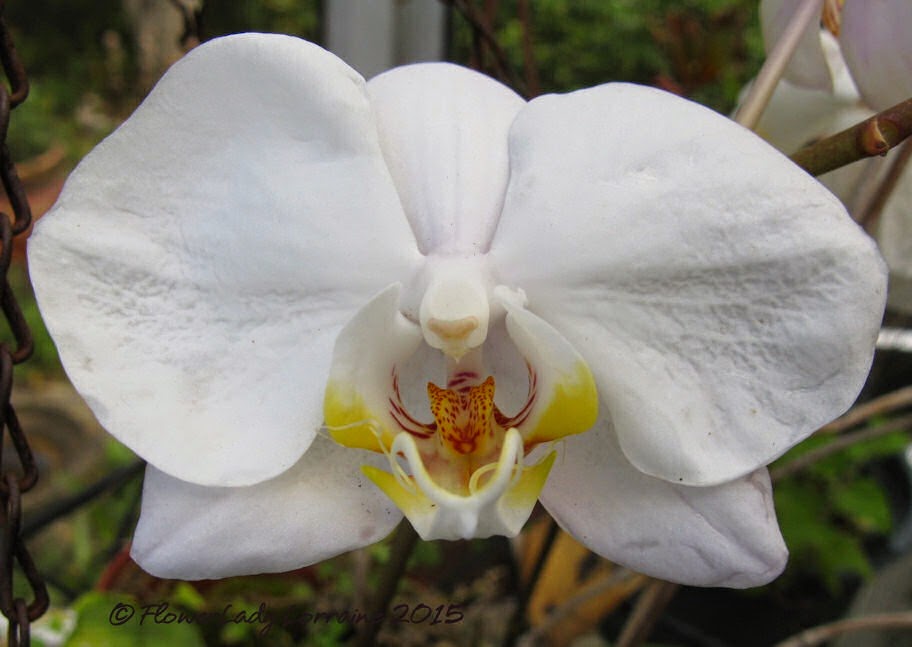 [03-16-orchid-nj2%255B4%255D.jpg]