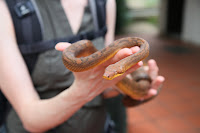 Mr Snake