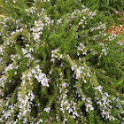 Rosemary