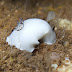 Hiatodoris fellowsi - Photo (c) DavidR.808, some rights reserved (CC BY-NC-SA)