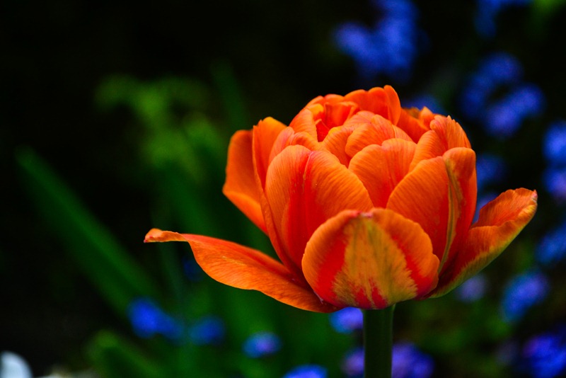 fleur-1