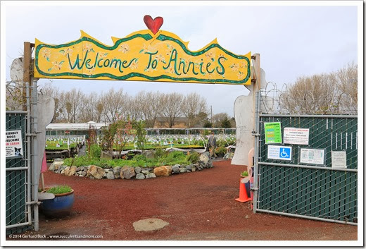 Rainy visit to Annie’s Annuals