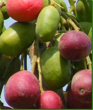 Harpephyllum caffrum Harpephyllum caffrum